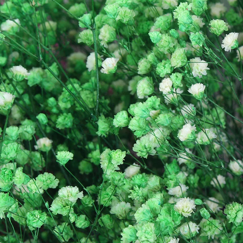 Flores secas frescas naturales preservadas Gypsophila paniculata Ramos de flores de aliento de bebé Regalo para la fiesta de bodas Decoración del hogar