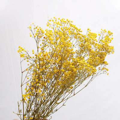 Natural Fresh Dried Preserved Flowers Gypsophila Paniculata Baby Breath Flower Bouquets Gift For Wedding Party Home Dekoration