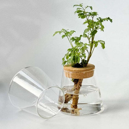 Glass Vase Hydroponic: Perfect for Small Plants