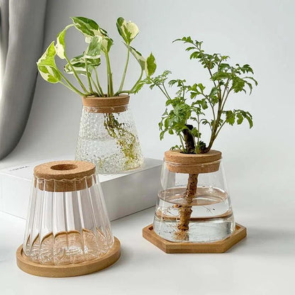 Glass Vase Hydroponic: Perfect for Small Plants