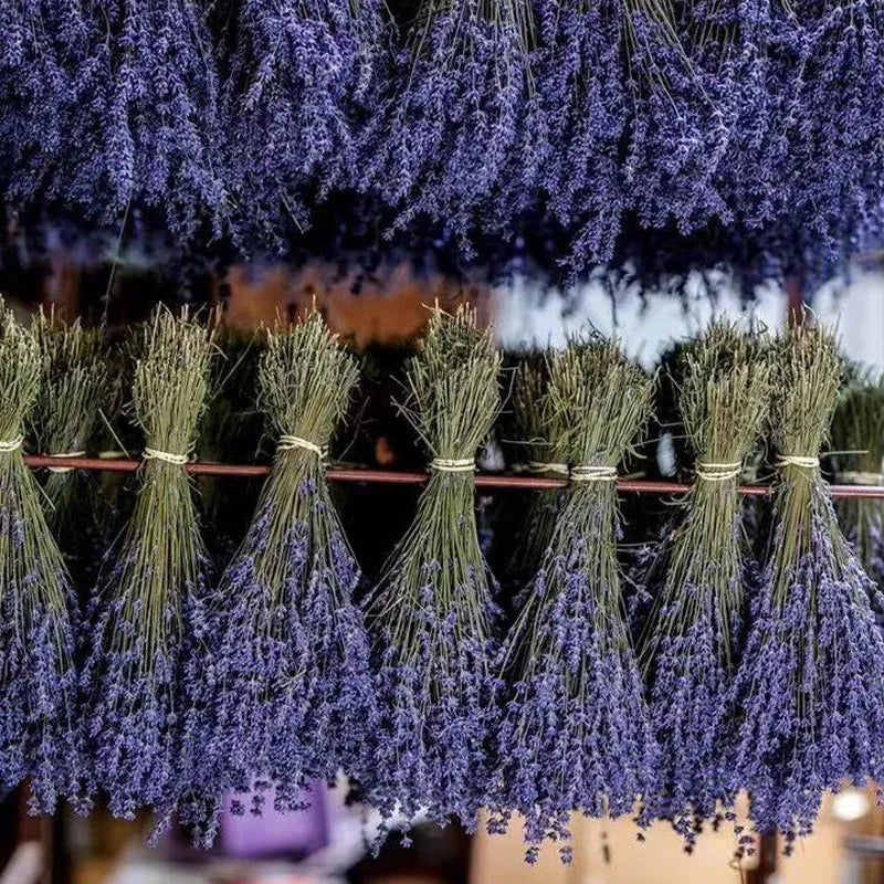 Flores secas preservadas con fragancia natural de lavanda para decoración del hogar, ramos de novia, decoración para bodas, fiestas, regalos navideños