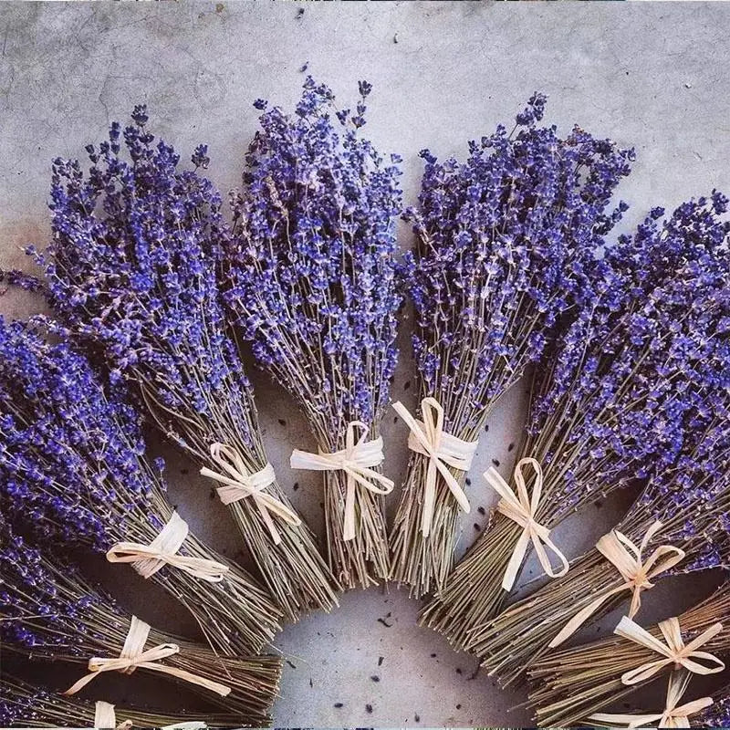 Flores secas preservadas con fragancia natural de lavanda para decoración del hogar, ramos de novia, decoración para bodas, fiestas, regalos navideños