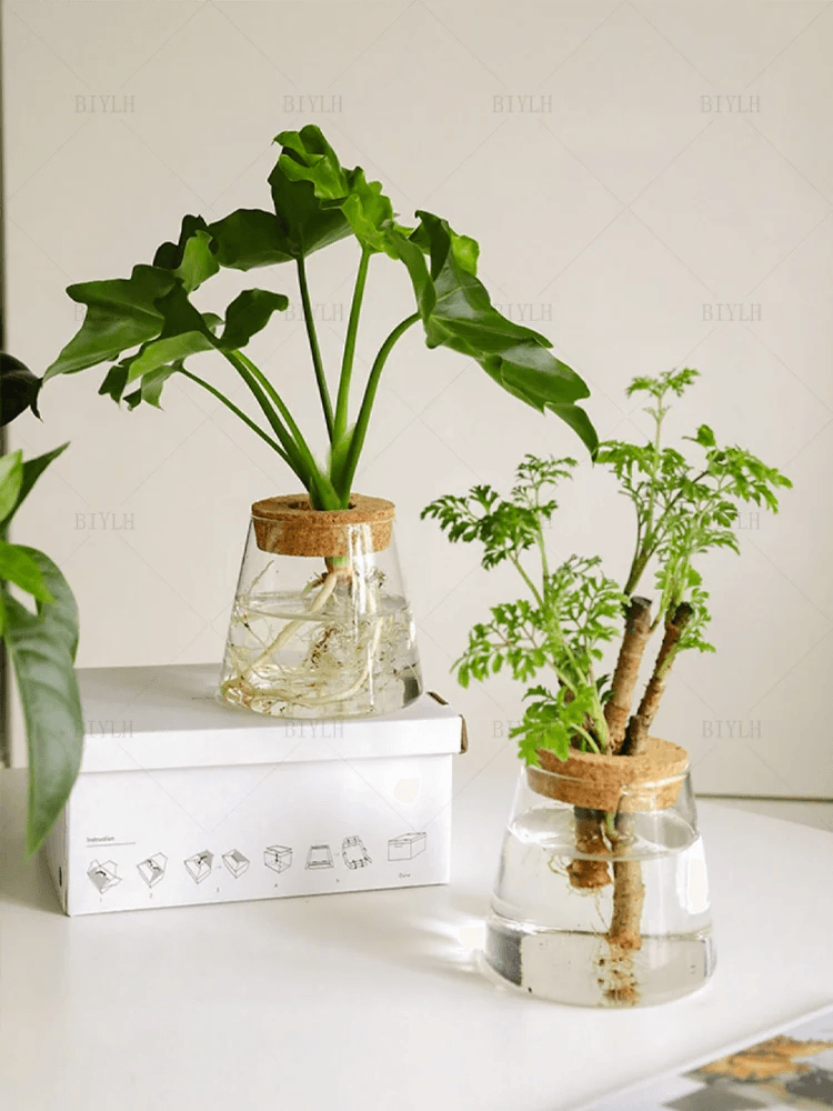 Glass Vase Hydroponic: Perfect for Small Plants