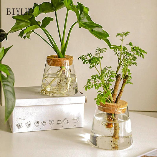 Glass Vase Hydroponic: Perfect for Small Plants